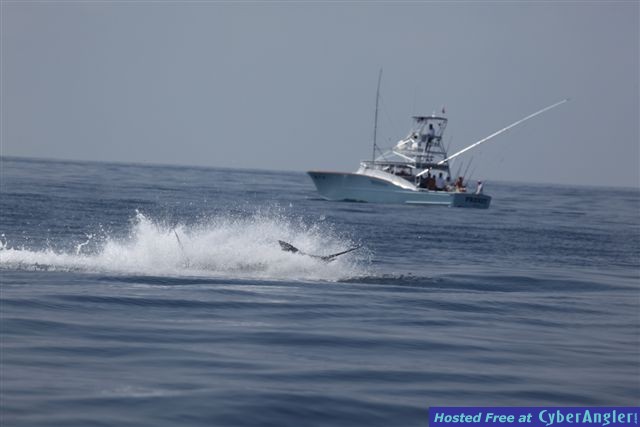 Woody_Marlin_1