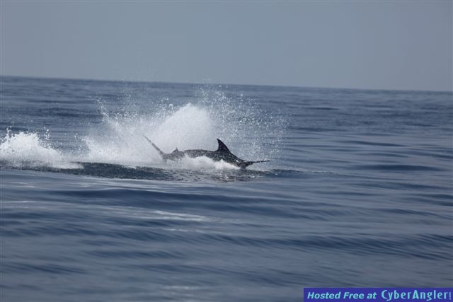 Woody_Marlin_2