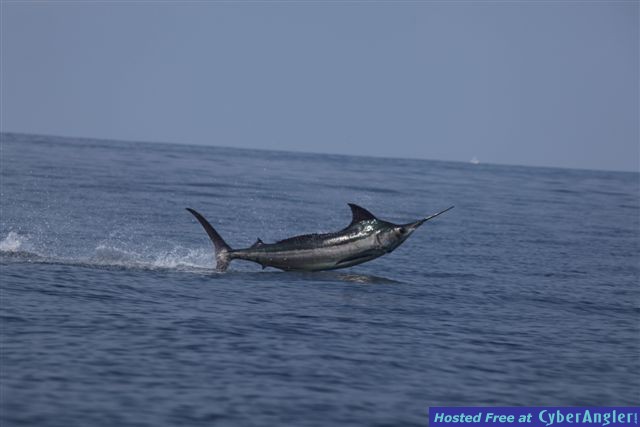 Woody_Marlin_3