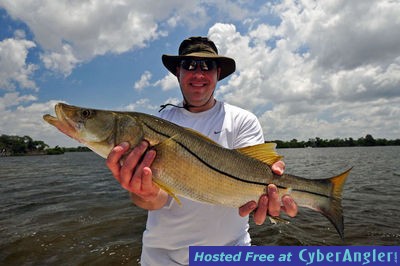 Thirty-one inch Charlotte Harbor Snook