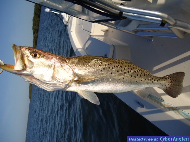 Gator_Trout_001