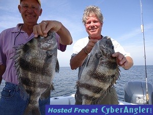 Bruce_and_Rich_pair_of_sheeps-jpeg