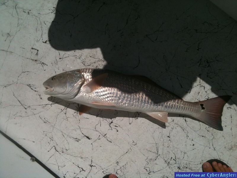 trout_465