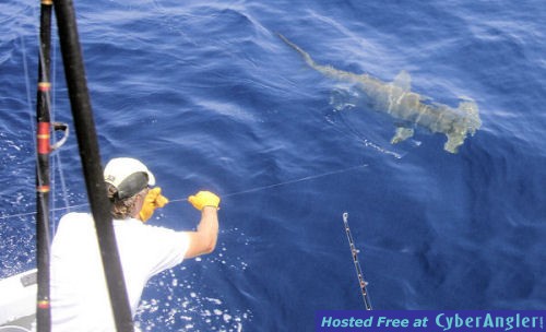 Hammerhead_at_the_wire_4jpg