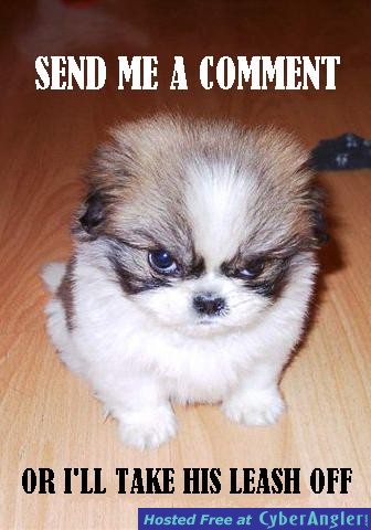killer dog