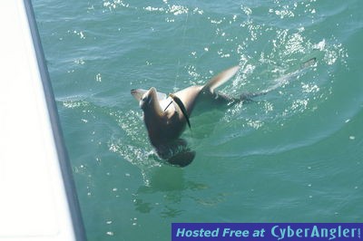 Click to Enlarge Photo