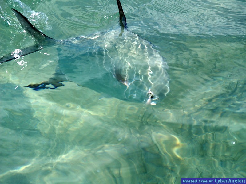 Permit Fishing in Miami's Biscayne Bay
