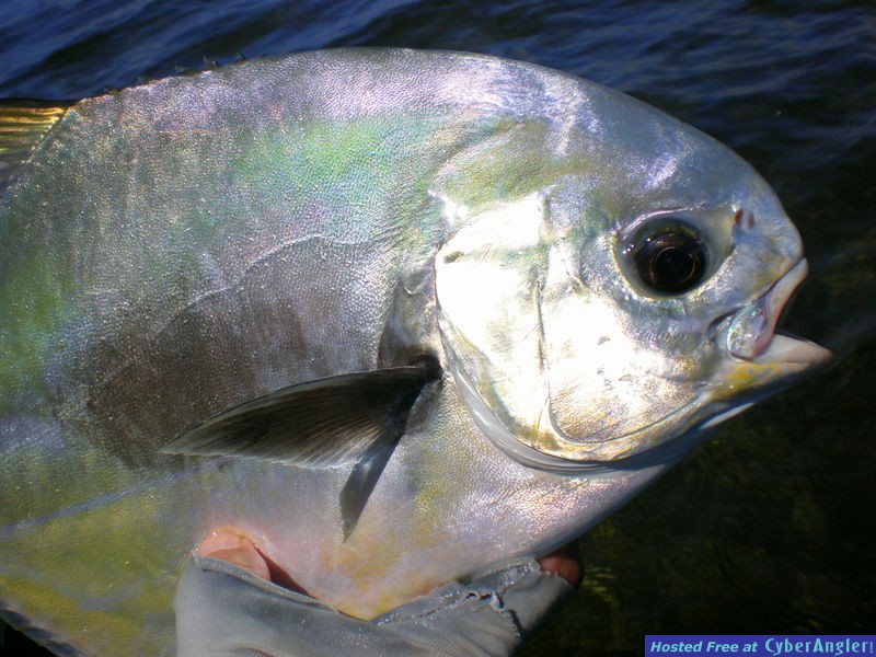 Permit Fishing in Miami's Biscayne Bay