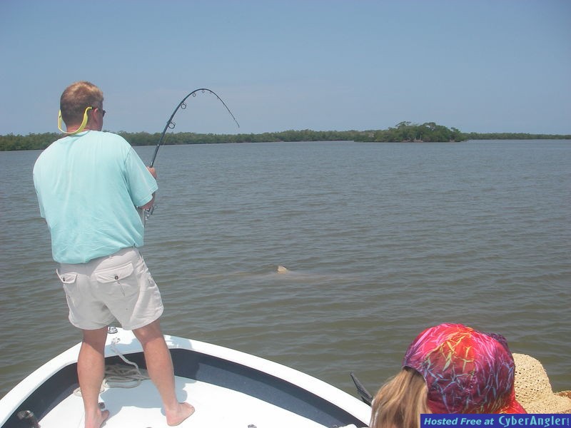 Naples inshore lemon shark
