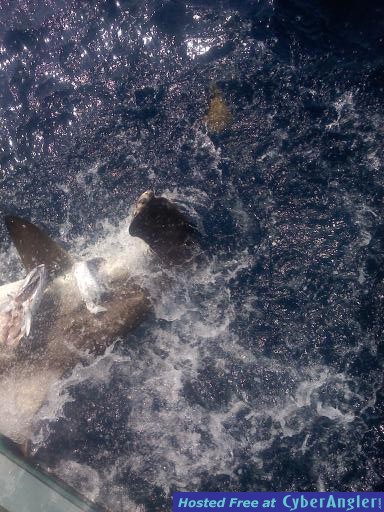 Hammerhead Shark