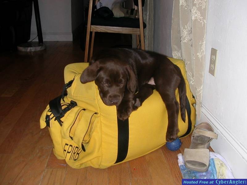 Lab Puppy Sleeping