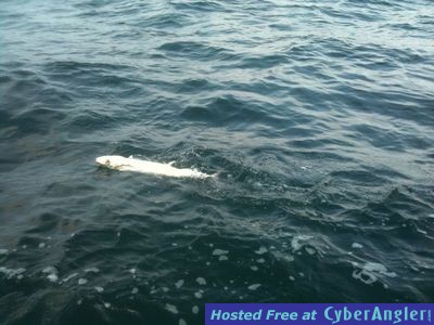 Click to Enlarge Photo