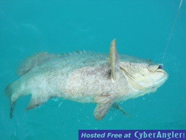 goliath grouper