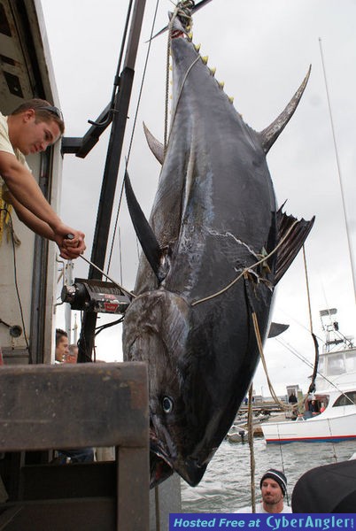 Tuna_Time_9