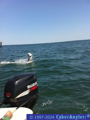 Click to Enlarge Photo