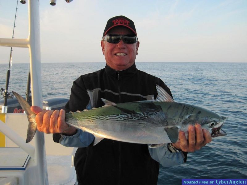 False Albicore Tuna