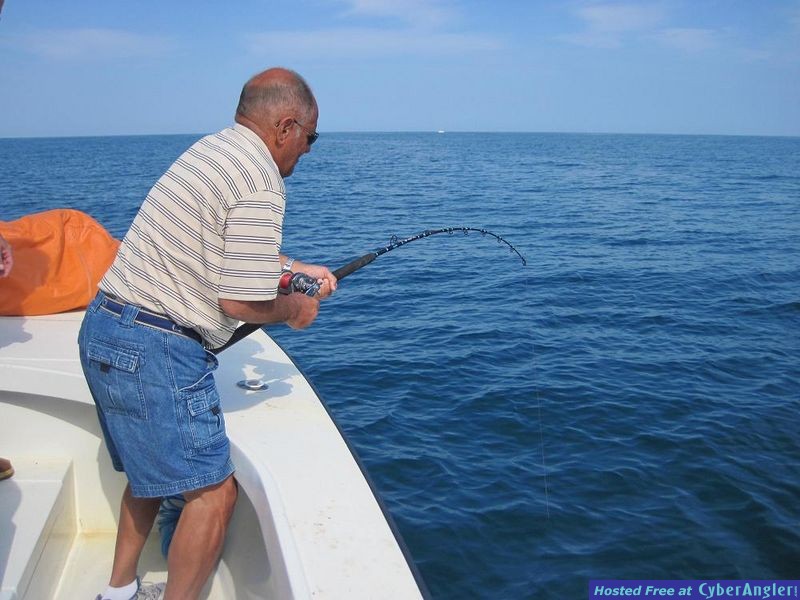 Cobia on the line