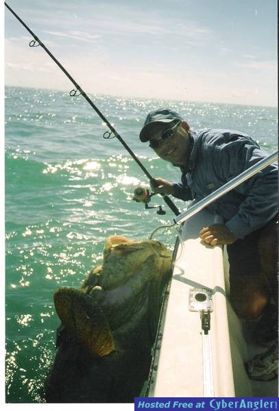 gulf grouper
