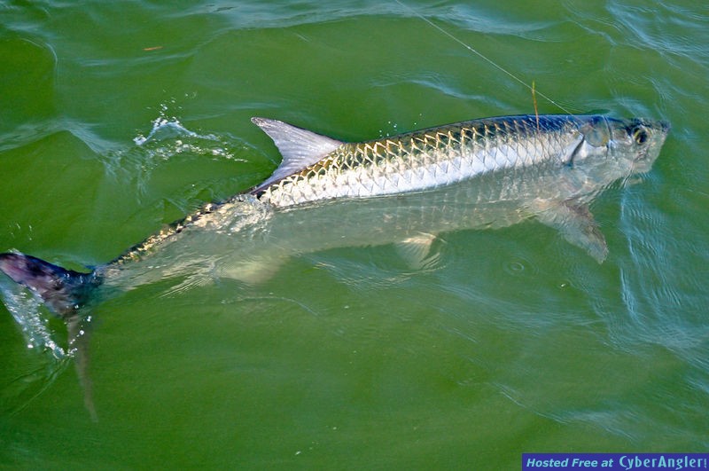 Click to Enlarge Photo