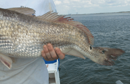 www.captdaves.com