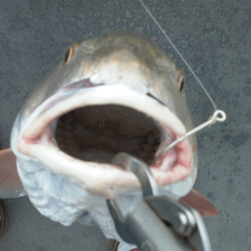 www.captdaves.com