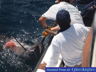 Blue Marlin in Salinas, Ecuador