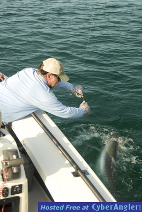 Capt. Rick Grassett landing Sarasota tarpon