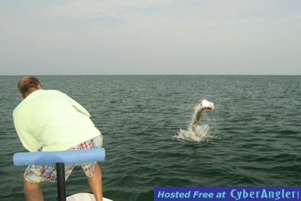 Cliff Ondercin's Sarasota DOA Baitbuster tarpon