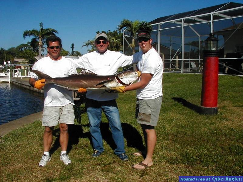 Cobia