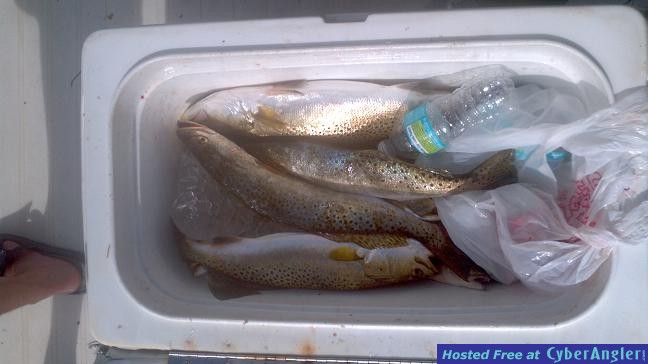 trout