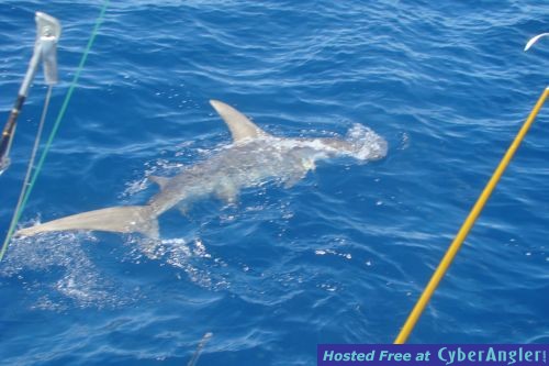 Click to Enlarge Photo