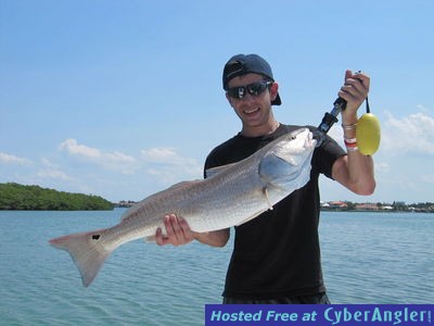 31 inch redfish, Sarasota Bay action