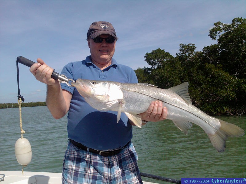 Another big snook