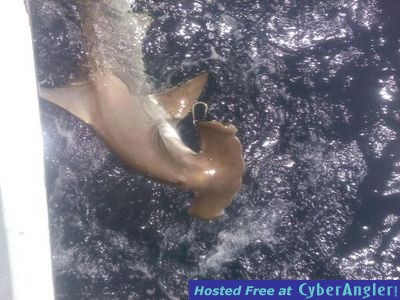 Click to Enlarge Photo