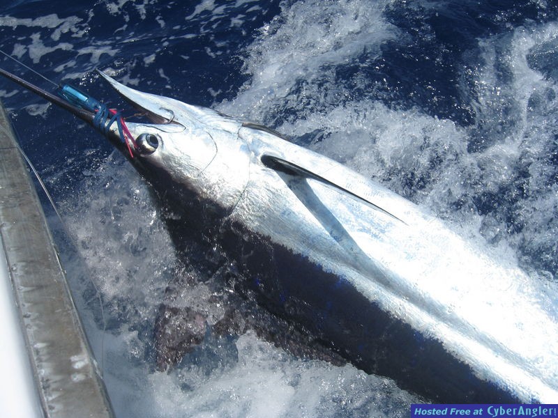 Sea Strike sportfishing Kona, Hawaii