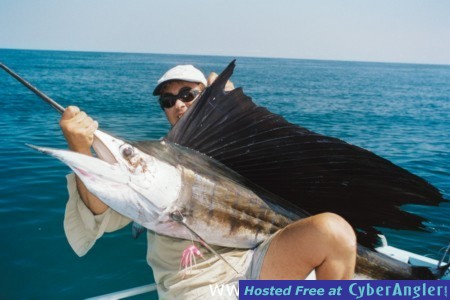 Cape York Sailfish