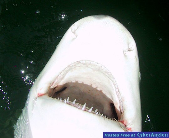 Lemon shark smiling