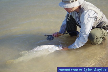 Releasing a Barramundi