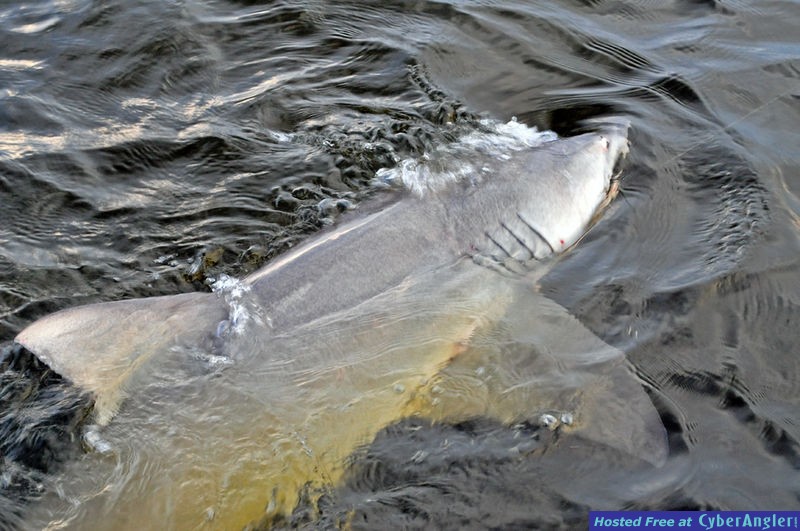 Click to Enlarge Photo