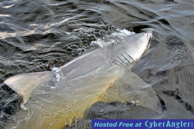 Big Lemon Shark