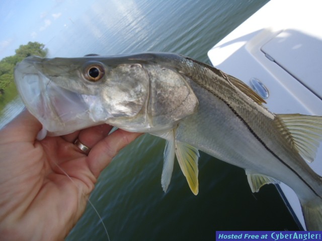 BH_Snook_020