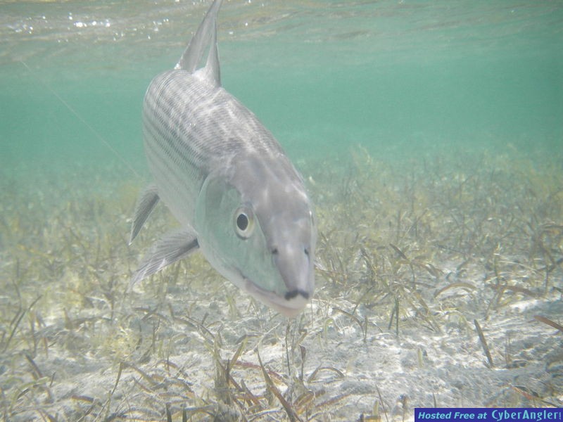 Bonefish