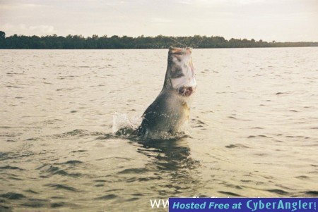 Jumping Barramundi