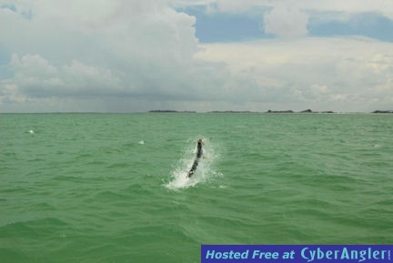 Jay Peck's Sarasota fly tarpon jump