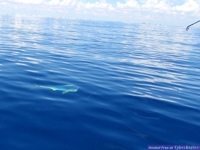 Charlie_n_dolphin_2