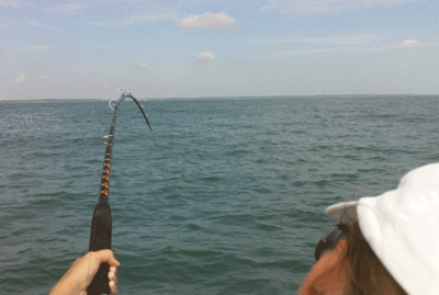 Click to Enlarge Photo