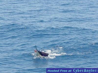 sailfish