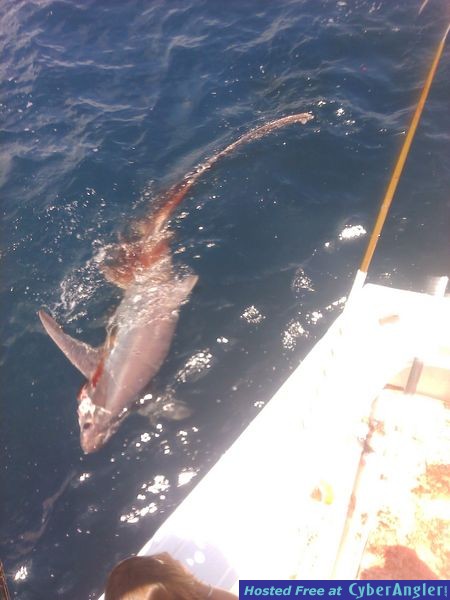 Thresher Shark