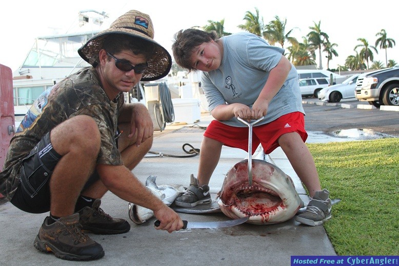 Monster Bull Shark Jaws