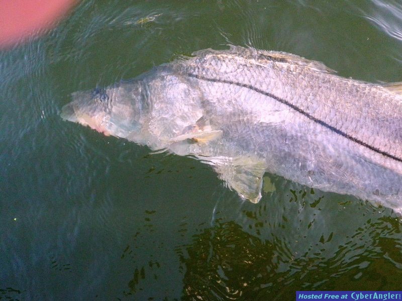 Monster Snook